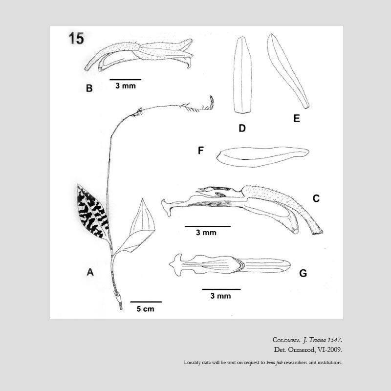 Microchilus trianae